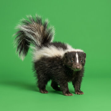 A small striped skunk standing tall with its fluffy tail held upright as it explores the vibrant green environment looking curious about the surroundings while displaying natural behavior and