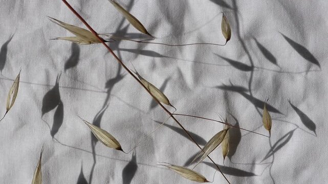 A dried oat panicle gently sways in the breeze, casting a delicate shadow across wrinkled white linen. Minimal botanical footage for wellness, natural and lifestyle concepts.