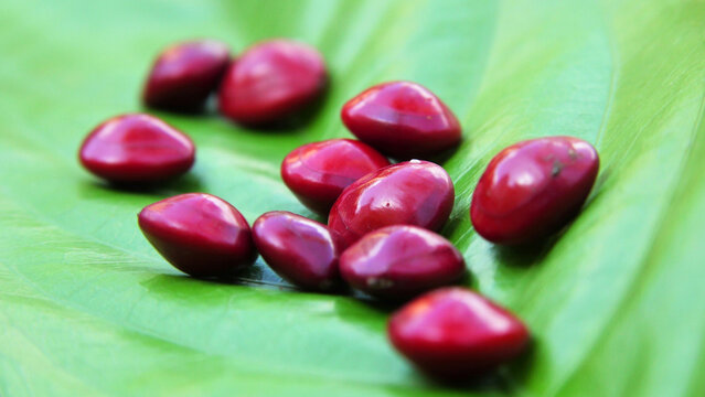 Manchadi seeds (Coral wood tree seeds) scattered on a green leaf