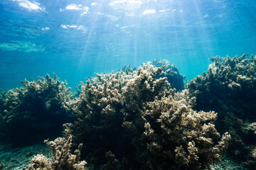 Clear Tropical Underwater Seascape with Coral Reef © Satoshi