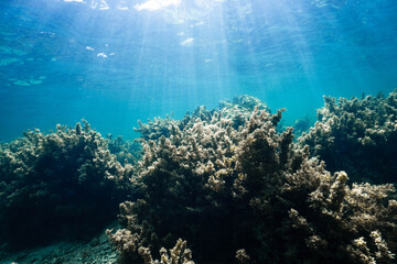 Crystal Clear Ocean Water Over a Tropical Coral Reef © Satoshi