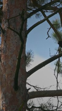 Slow motion of black raven taking off from pine tree branch in spring forest in Europe