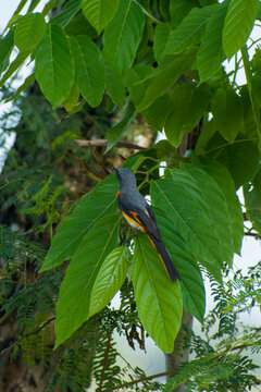 Male small minivet bird perched on green tropical leaves in Java. Capturing vibrant orange plumage and natural wildlife in Indonesia.