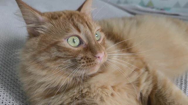 adorable fluffy cat plays and sleeps among soft fabrics, capturing innocent curiosity and tender moments perfect for greeting cards, childrens books touching advertising materials. Obesity in cats.