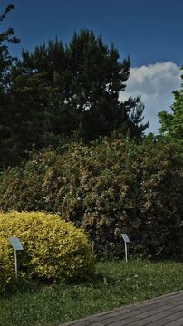 Lush Golden Yellow Foliage of Spiraea Japonica Goldmound Shrub, Curved Paved Pathway Leading Through Lush Green Garden