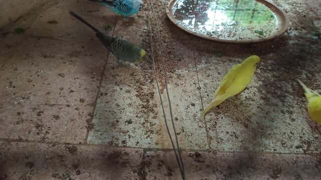 Colorful budgerigar parrots resting, eating, and playing inside an aviary cage