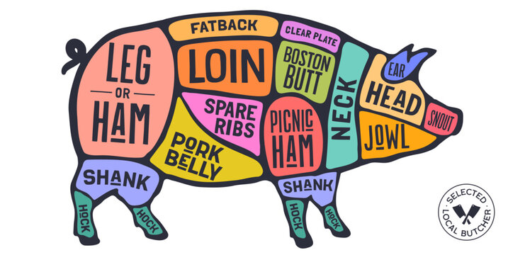 Pig, Pork, hand-drawn butcher cuts meat guide. Color butcher pork chart pig silhouette scheme, pig cuts chart butcher shop poster diagram, meat guide pork cuts chart. Vector illustration