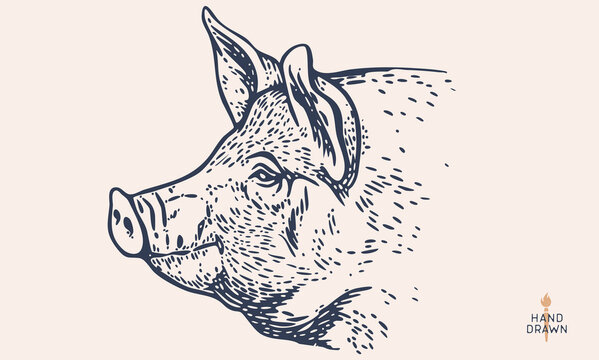 Pork, pig, hog, meat sketch, hand drawn. Detailed pig engraving, black vintage etching lines. Traditional butcher pork shop branding, pig rustic farm pork livestock emblem. Vector Illustration