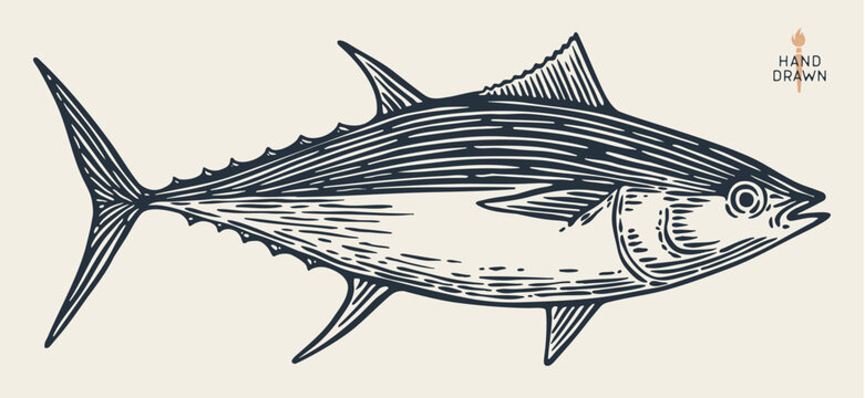 Tuna Fish, seafood, sketch. Hand drawn retro engraving sketch tuna fish isolated marine tuna fish animal specimen for natural graphic project. Vector Illustration