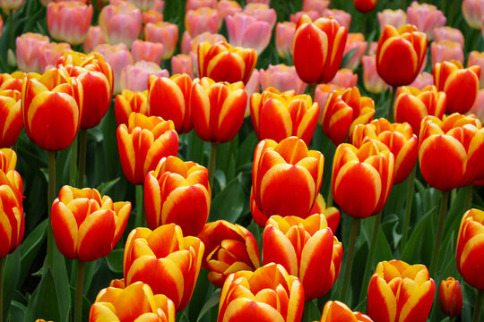 Beautiful vibrant orange and yellow tulips blooming in the garden, spring floral background, close-up of fresh tulip field, Adobe Stock photography.