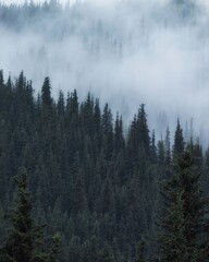 Dense evergreen pine forest on a steep mountain slope enveloped in thick white fog. Vertical commercial nature background suitable for travel blogs, eco branding, wilderness themes © Lana Kray