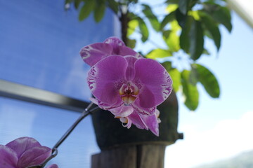 Beautiful close up of a purple Phalaenopsis orchid flower in bloom with green leaves in the background © Agenk