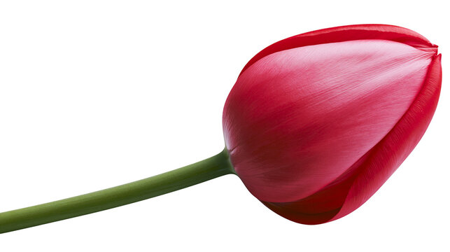 Single red tulip bud with green stem, isolated on transparent background