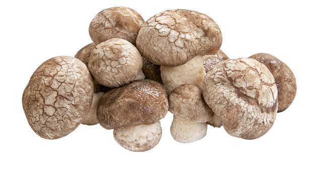Pile of shiitake mushrooms with cracked brown caps, isolated on transparent background
