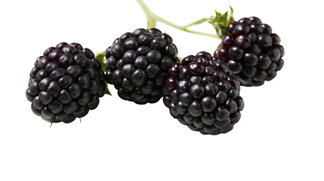 Four ripe blackberries on a thin stem, isolated on transparent background
