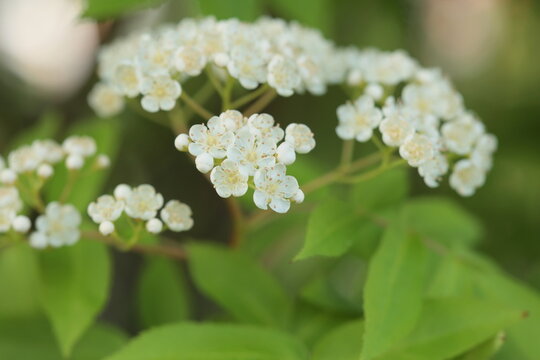 咲き出してまだ間もないナナカマドの花