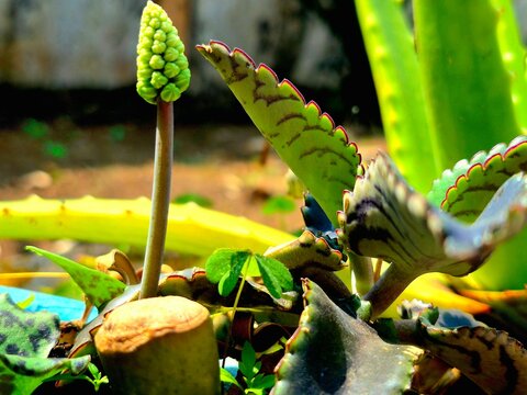 Macro Shot of Kalanchoe Daigremontiana Mother of Thousands Succulent Plant