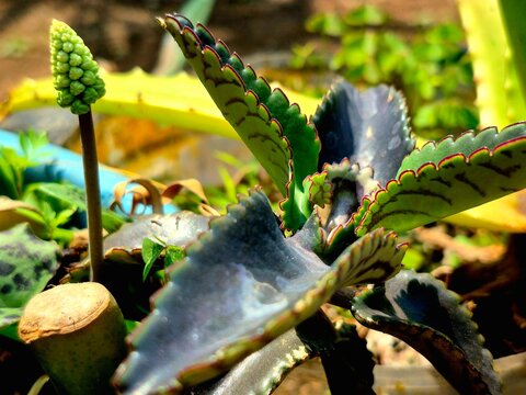 Macro Shot of Kalanchoe Daigremontiana Mother of Thousands Succulent Plant