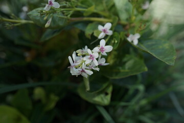 Fototapeta premium Close-up of delicate small white wildflowers with pink centers blooming amidst lush green foliage in a garden