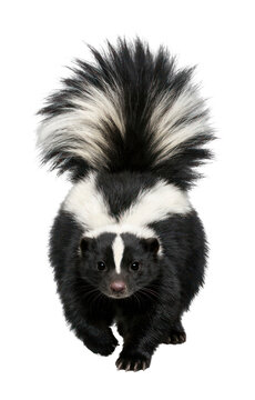 PNG Cute skunk with fluffy tail