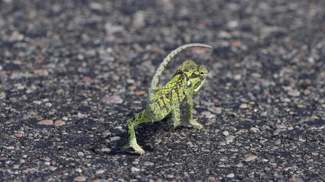 Chameleon crossing road in Kruger National Park, South Africa