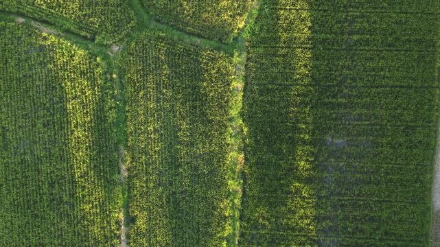 Top view of green rice fields at sunrise in Central Java, Indonesia.