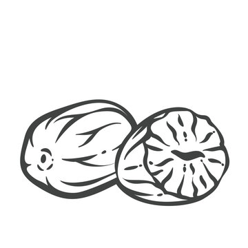 Nutmeg spice in hand drawn black outline with one whole seed and a cut half. Menu, packaging and stamp design use this nutmeg spice, vector illustration.