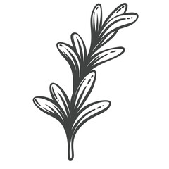 Obraz premium Rosemary branch in hand drawn black outline with narrow aromatic leaves. Menu, packaging and stamp design use this rosemary branch, vector illustration.