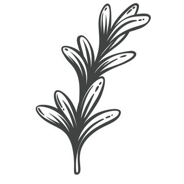 Rosemary branch in hand drawn black outline with narrow aromatic leaves. Menu, packaging and stamp design use this rosemary branch, vector illustration.