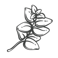 Obraz premium Oregano branch in hand drawn black outline with oval leaves and a small flower. Menu, packaging and stamp design use this oregano branch, vector illustration.