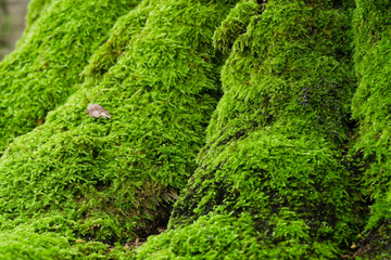 Fototapeta premium Serene Japanese forest environment highlighting a rich layer of vibrant green ground cover. Evoking traditional garden aesthetics, this calming natural scene is perfect for Zen backgrounds.