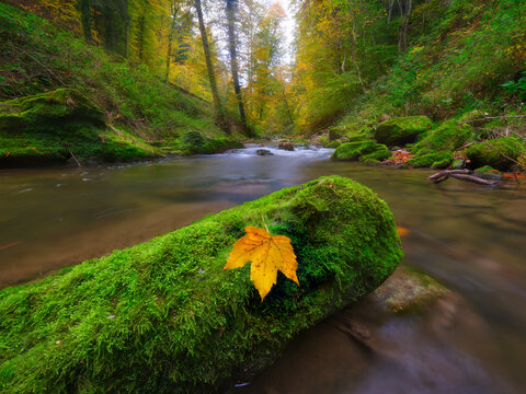 Water stream flowing over rocks covered with green moss in autumn forest. Single yellow autumn leaf lying on wet mossy stone.