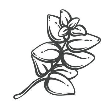 Oregano branch in hand drawn black outline with oval leaves and a small flower. Menu, packaging and stamp design use this oregano branch, vector illustration.