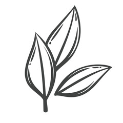 Obraz premium Bay leaves in hand drawn black outline with three pointed culinary leaves. Menu, packaging and stamp design use these bay leaves, vector illustration.