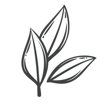 Bay leaves in hand drawn black outline with three pointed culinary leaves. Menu, packaging and stamp design use these bay leaves, vector illustration.