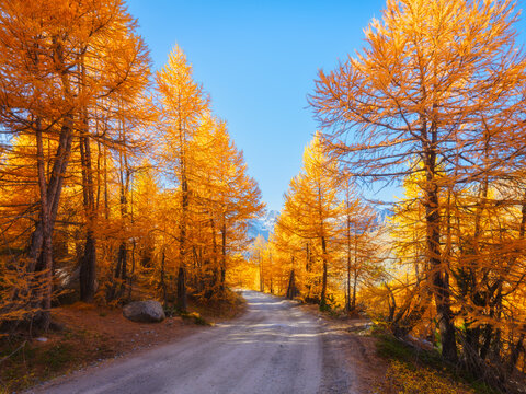 Rural road winding through a colorful autumn forest. Sunlight glowing on trees and fall foliage along the empty unpaved road.