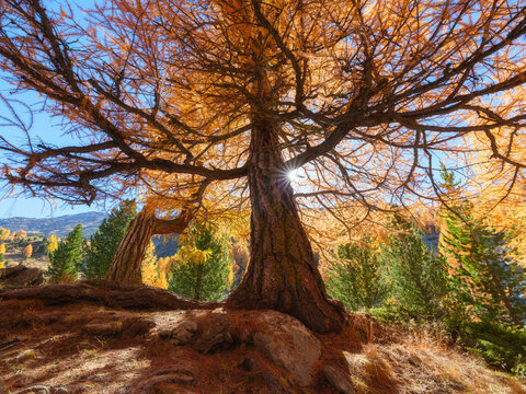 Sun rays glowing through autumn forest trees on a morning. Golden light illuminating fall foliage in nature.