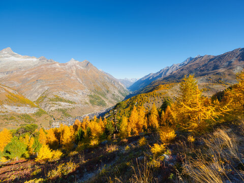 Mountain range above a colorful autumn forest on a clear day. Panoramic landscape of alpine nature and fall foliage.