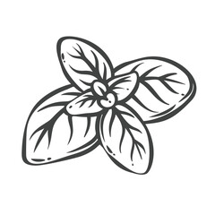 Obraz premium Basil leaves in hand drawn black outline with broad culinary foliage. Menu, packaging and stamp design use these basil leaves, vector illustration.