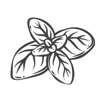 Basil leaves in hand drawn black outline with broad culinary foliage. Menu, packaging and stamp design use these basil leaves, vector illustration.