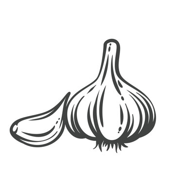 Garlic bulb in hand drawn black outline with one whole head and a separated clove. Menu, packaging and stamp design use this garlic bulb, vector illustration.