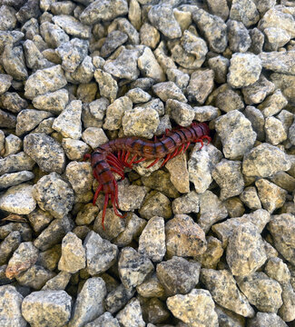 Adult Scolopendra subspinipes or known in local as "lipan bara".