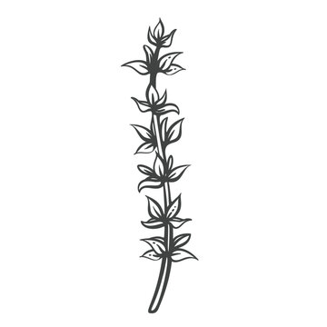 Thyme sprig in hand drawn black outline with a slender stem and small aromatic leaves. Menu, packaging and stamp design feature this thyme sprig, vector illustration.