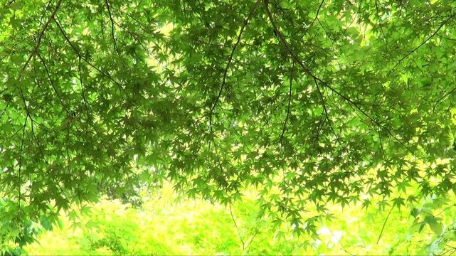 揺れる新緑のモミジ葉
