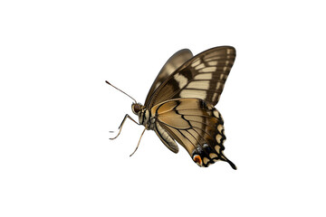 Naklejka premium Tan and brown butterfly with raised patterned wings