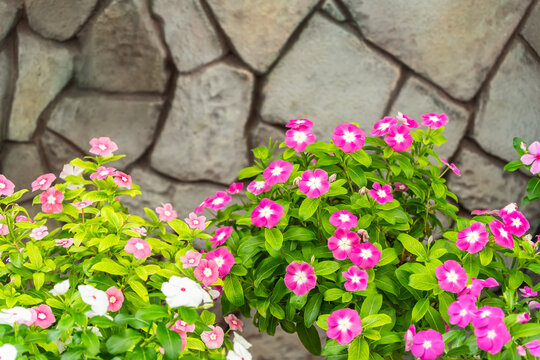 Catharanthus Roseus or Vinca flower in garden