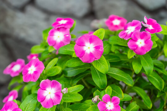 Catharanthus Roseus or Vinca flower in garden