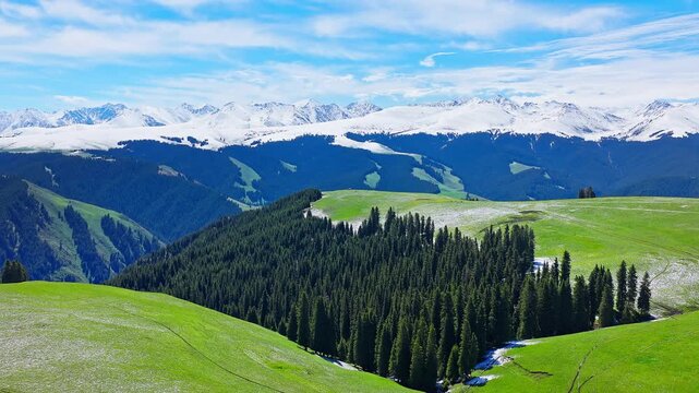 Aerial view of the Kalajun Grassland with green forests and snow-capped mountains in summer, Ili, Xinjiang, China.