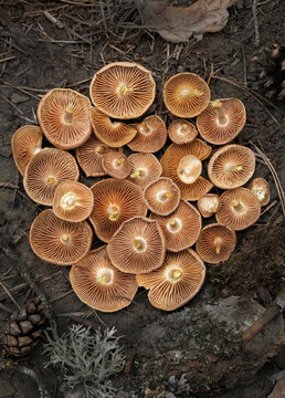 Inverted caps of fresh picking edible mushrooms on forest soil close up, abstract natural background. harvest season, picking fungi. Beautiful image of wild nature, forest aesthetic. top view