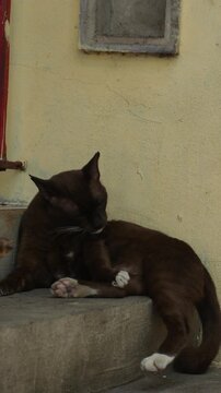 Dark Brown Cat Resting on Ledge Against Yellow Wall